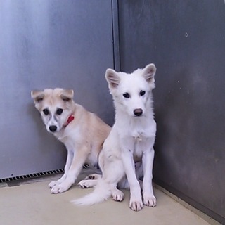 ふわ太くん 岐阜県のＨ様に迎えて頂けました