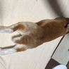 のびぃー