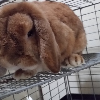 うさぎの里親募集（ホーランドロップ）