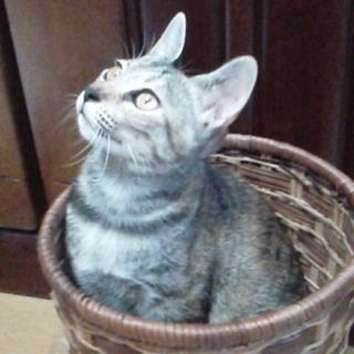 人懐っこい子猫です