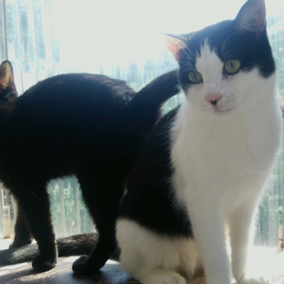 心優しい保母猫⭐︎つぶちゃん⭐︎