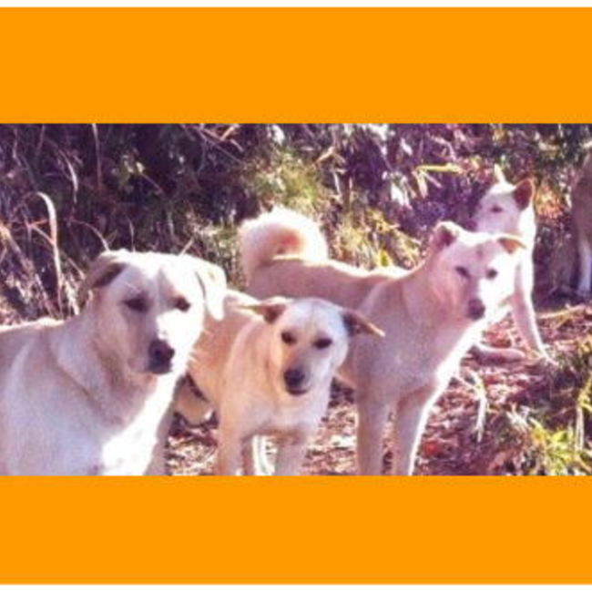 やまのこオレンジのカバー写真