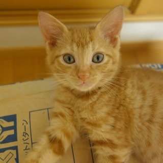 抱っこ大好き、人馴れ抜群の可愛い男の子