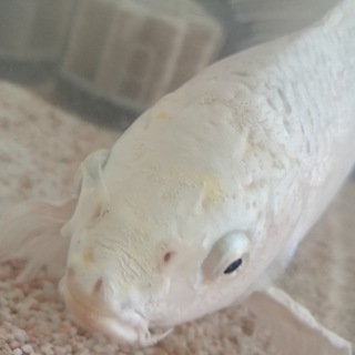 ヒレナガゴイ・里親様募集