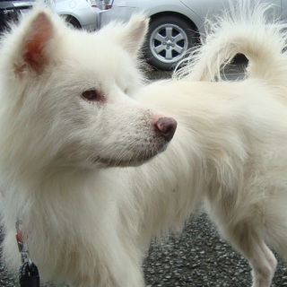 期限間近！！散歩引きなし秋田犬系男の子です。