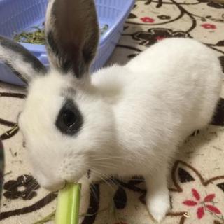 寺小屋保護っ子★ヨンちゃん★７月生まれ