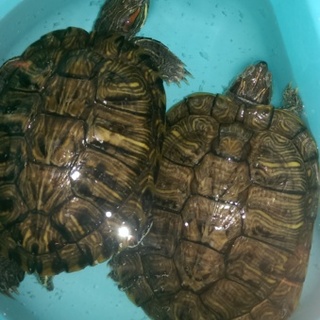 亀ちゃん二匹の里親募集