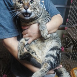 【急募】多頭飼崩壊宅よりレスキューして来た子です。