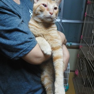 【急募】多頭飼崩壊宅よりレスキューして来た子です。