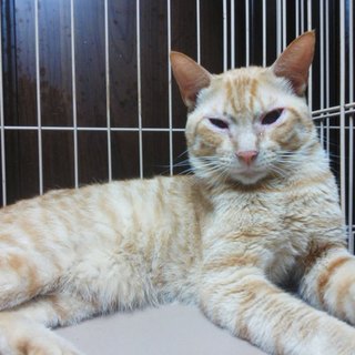 【急募】多頭飼崩壊宅よりレスキューして来た子です。