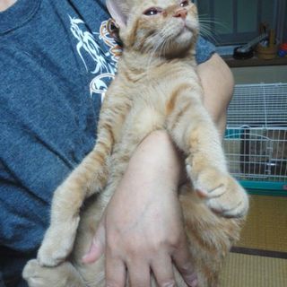 【急募】多頭飼崩壊宅よりレスキューして来た子です。