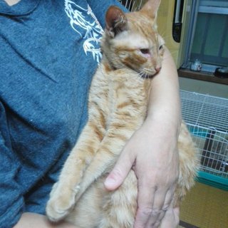 【急募】多頭飼崩壊宅よりレスキューして来た子です。