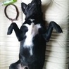 お腹の模様