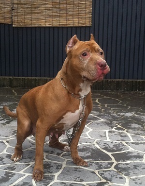 急募 ピットブルテリア 滋賀県 犬の里親募集 ペットのおうち 月間利用者150万人