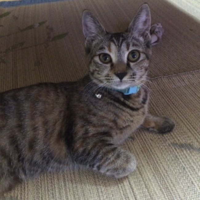 にゃあしまのカバー写真