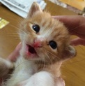 子猫里親募集！茶トラ、生後一カ月位