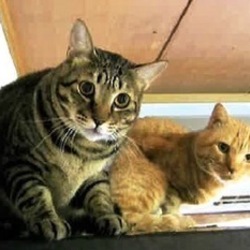 飼い主が老人ホームに入ります