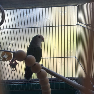 コザクラインコ  WFコバルト