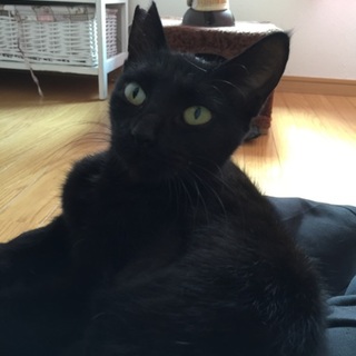 甘えん坊な黒ちゃん