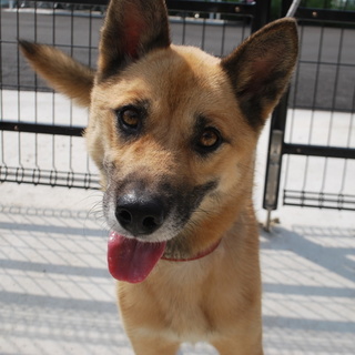 ボクを愛してくれる人を待っています