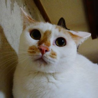 ★甘えん坊男子・白茶のナッツくん★