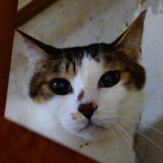 ★イケメン猫・クレープくん★