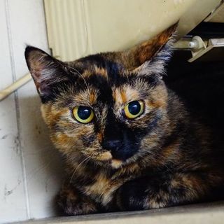 ★おっとりサビ猫ひじきちゃん★