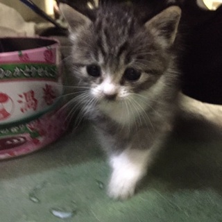 男の子の赤ちゃん猫、里親さん募集