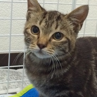 おなかにハートマーク　優しい目のおとなしい子です