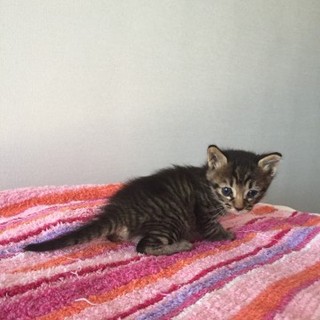 かわいいぼうやです 