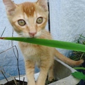 オレンジ♂　生後３ヶ月