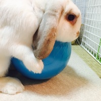 チビ太(チビたん)