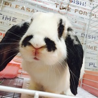 チョビ(チョーちゃん)