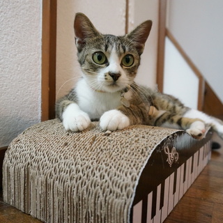 瞳の大きなダヤン似の真鶴ちゃんです♪