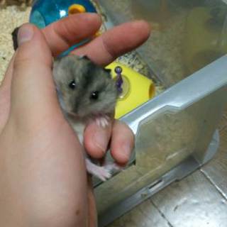 黒色ジャンガリアンハムスターｵｽ