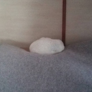 背を向けて丸まってお休み中。正に「大福」の装い。