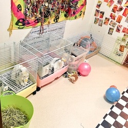 「里親させて頂きました⭐︎」サムネイル3