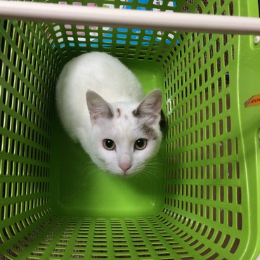 IN洗濯カゴ。洗濯物を干し終わったと思ったら入ってました。