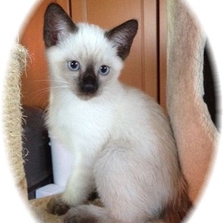 仲良し兄妹の家族になってください！