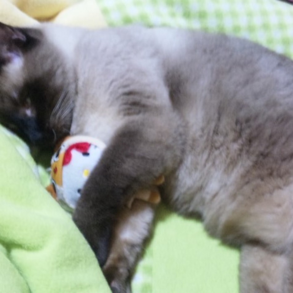 みぃちゃんのカバー写真