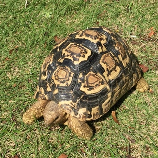 【引取限定】ヒョウモンリクガメ  25cm位