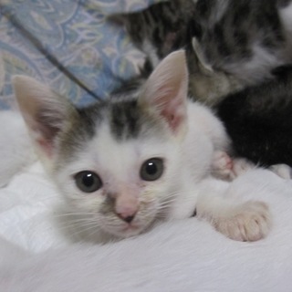 ごろすりの人なつこい白きじせなくん　動画有り