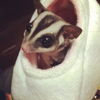 フクロモモンガ