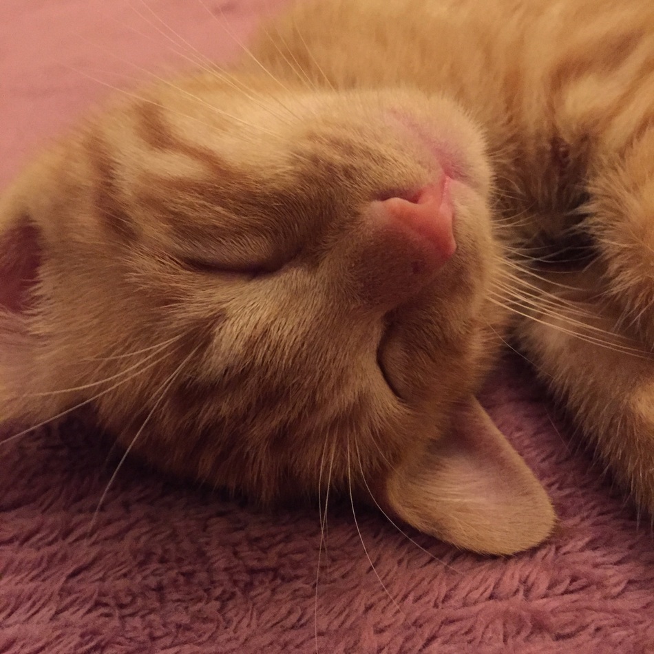 にゃんぺーのカバー写真