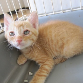 かわいい丸顔の茶トラ　シンバ君