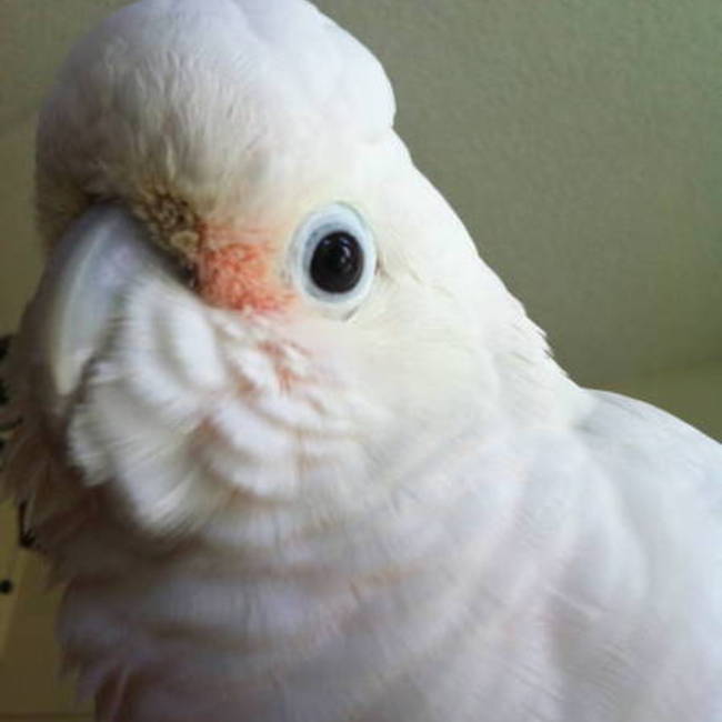 7momoのカバー写真