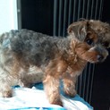 ヨークシャーテリアのオス、１才です。