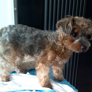 ヨークシャーテリアのオス、１才です。