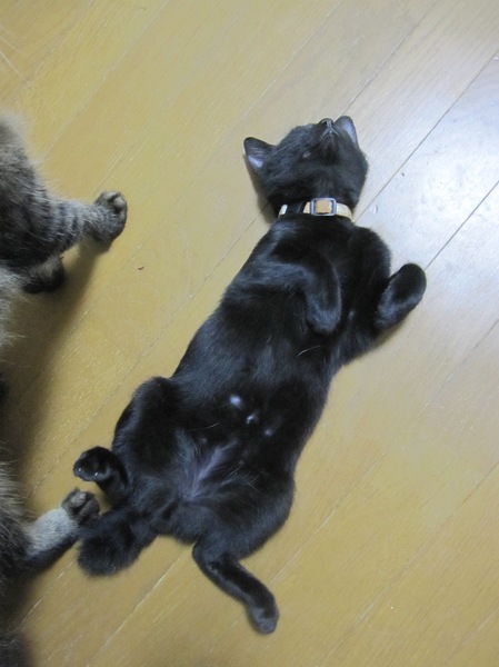 U字しっぽのかわいい黒猫もっくん 動画有 サムネイル2