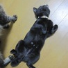 U字しっぽのかわいい黒猫もっくん 動画有 サムネイル2